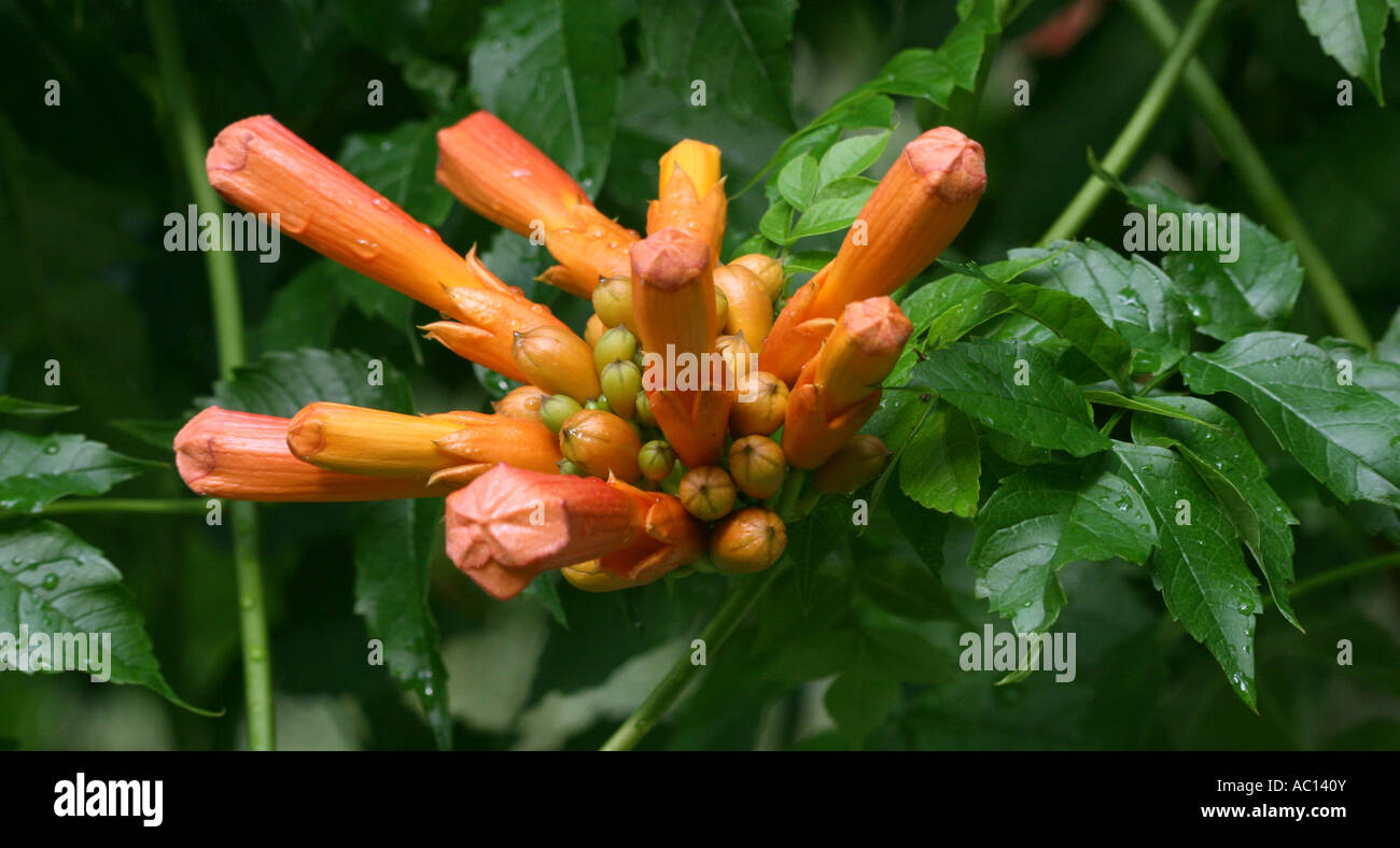 Trumpet Creeper flowers and buds. Stock Photo