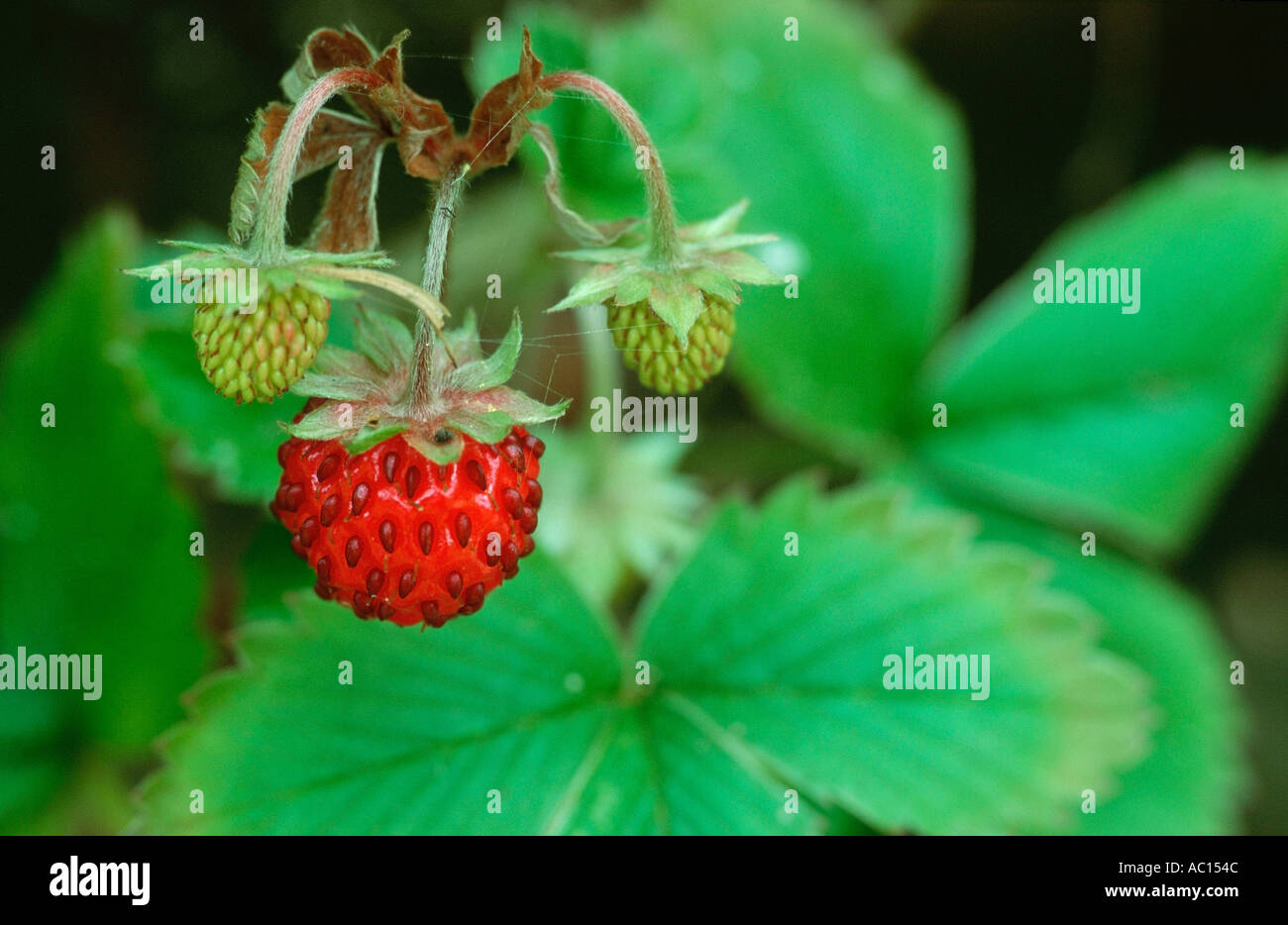 Wild Strawberries Germany Fragaria vesca Stock Photo - Alamy