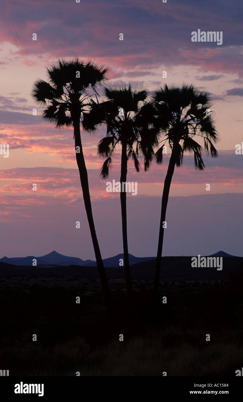 Real Fan Palm trees in evening light Damaraland Namibia Hyphaene ventricosa Stock Photo
