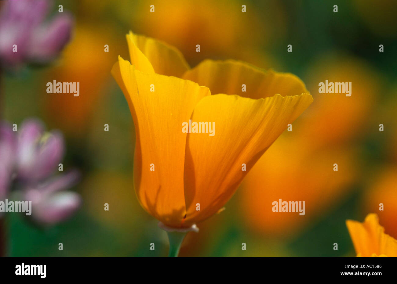 Poppy flower Amerikanischer Mohn Bluete Stock Photo