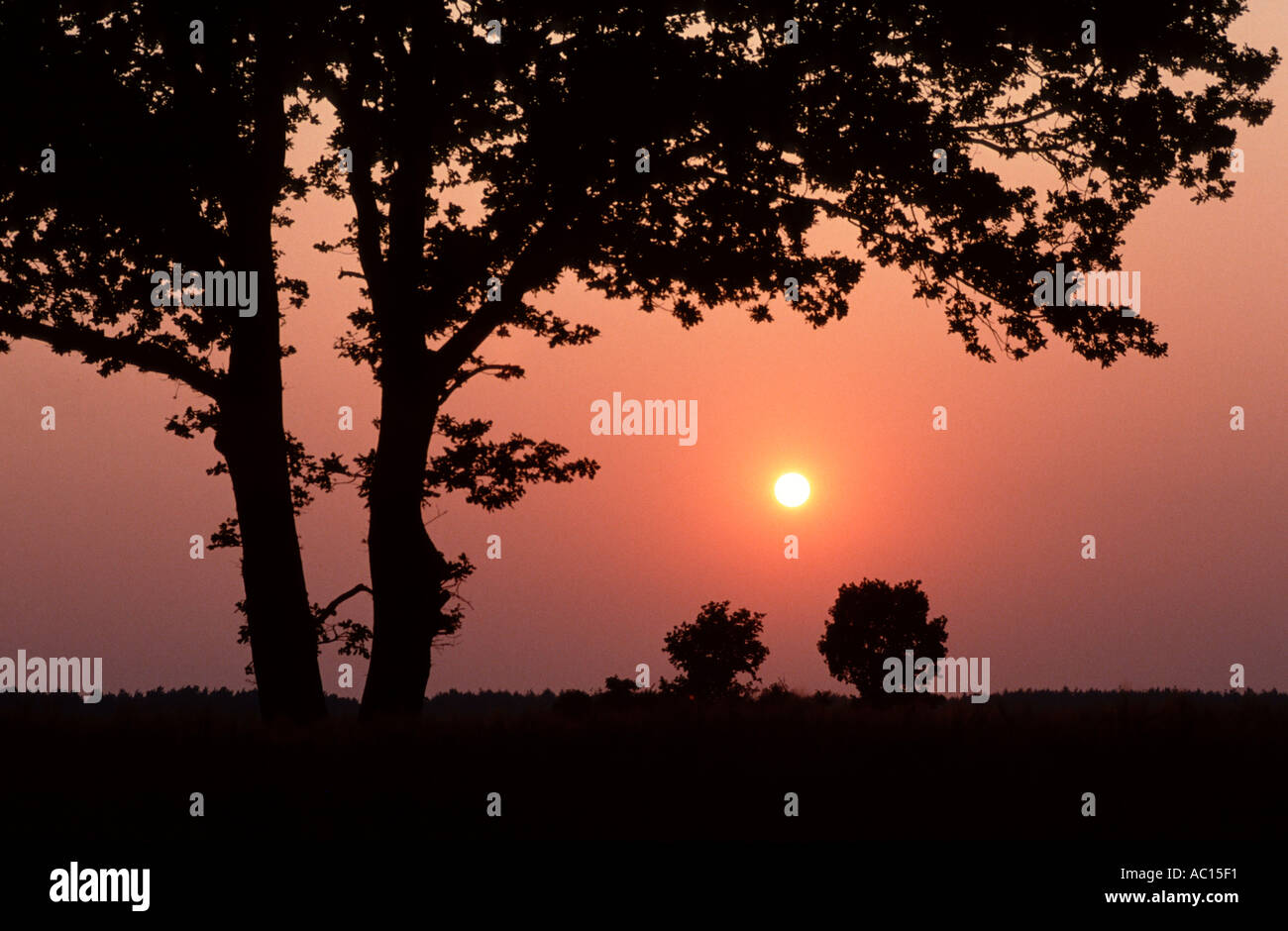 Field Maple Germany Acer campestre Stock Photo - Alamy