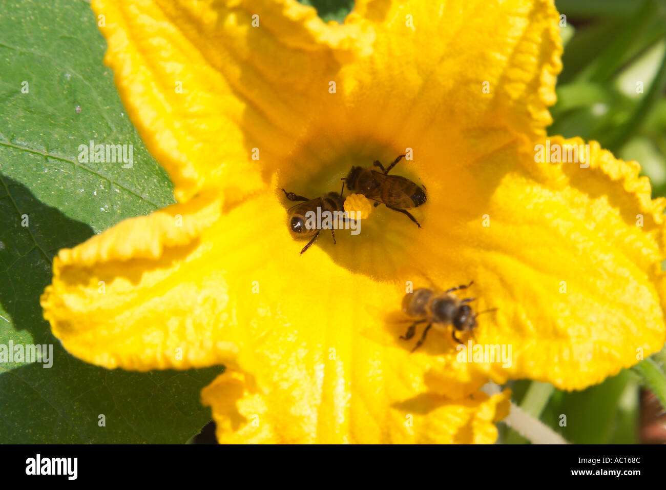 3 bees in a pumpkin blossom Stock Photo Alamy