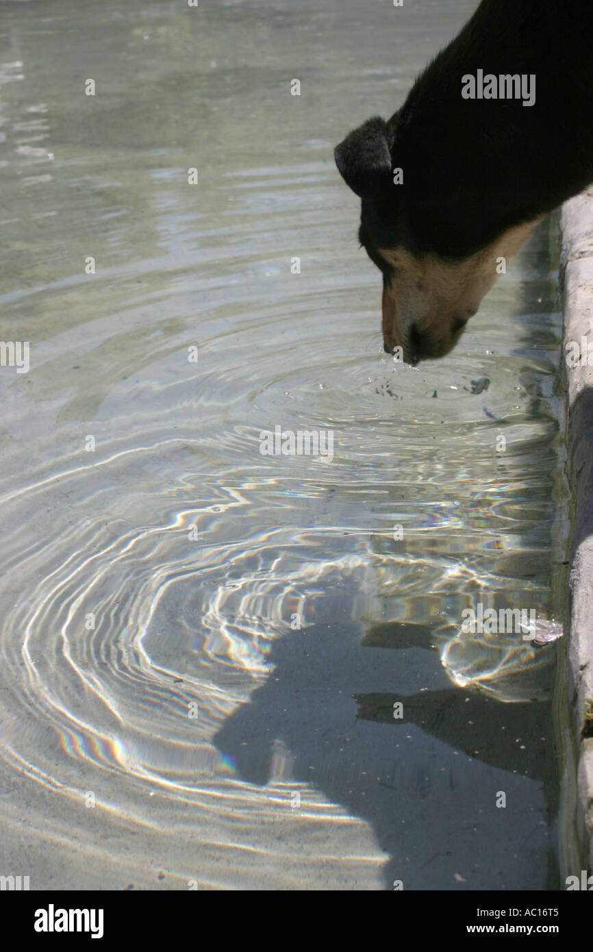Dog lapping water hires stock photography and images Alamy