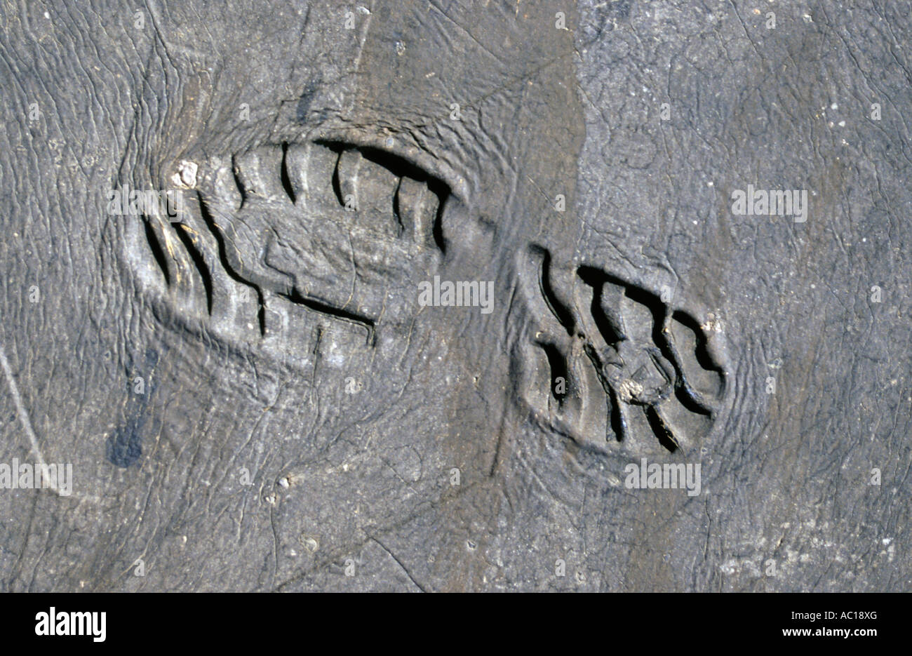 Trail shoe on hot asphalt Stock Photo