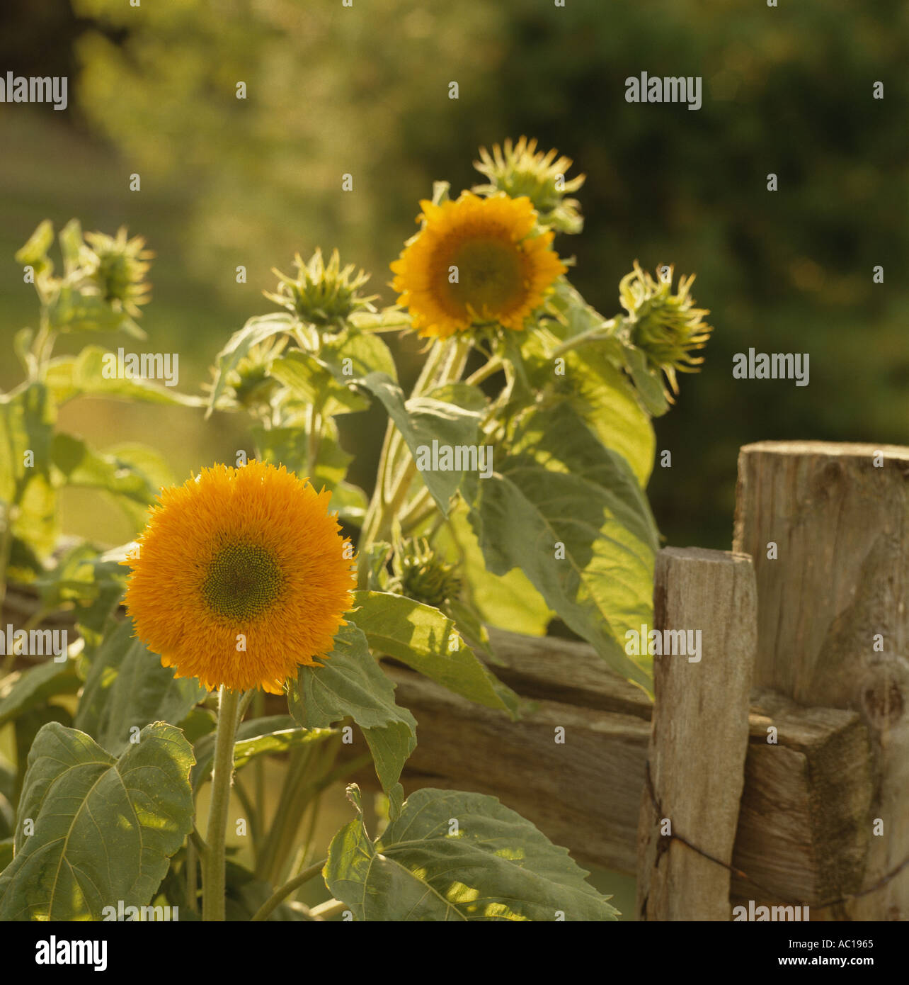 Sunflower garden fence hi-res stock photography and images - Alamy