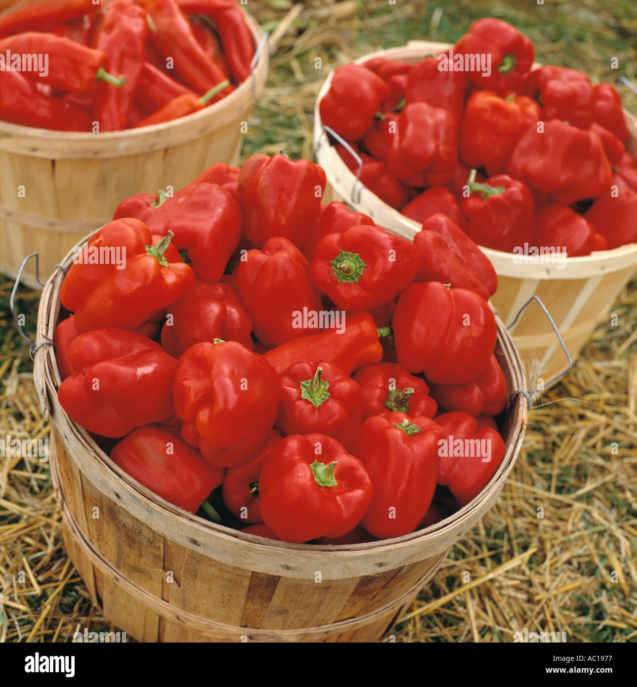 Bushel bushels hires stock photography and images Alamy