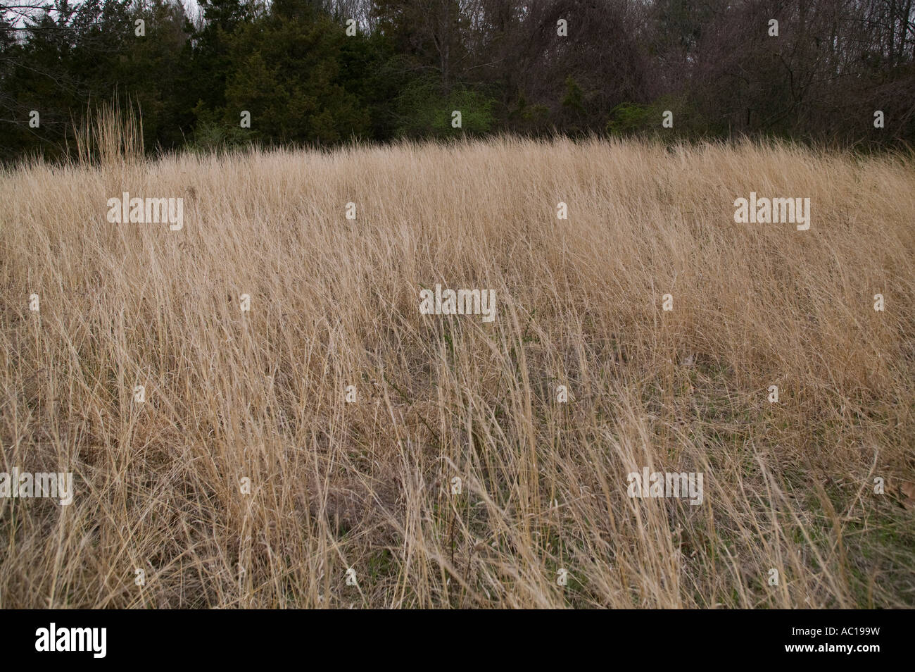 A field of tall dry grass Stock Photo Alamy