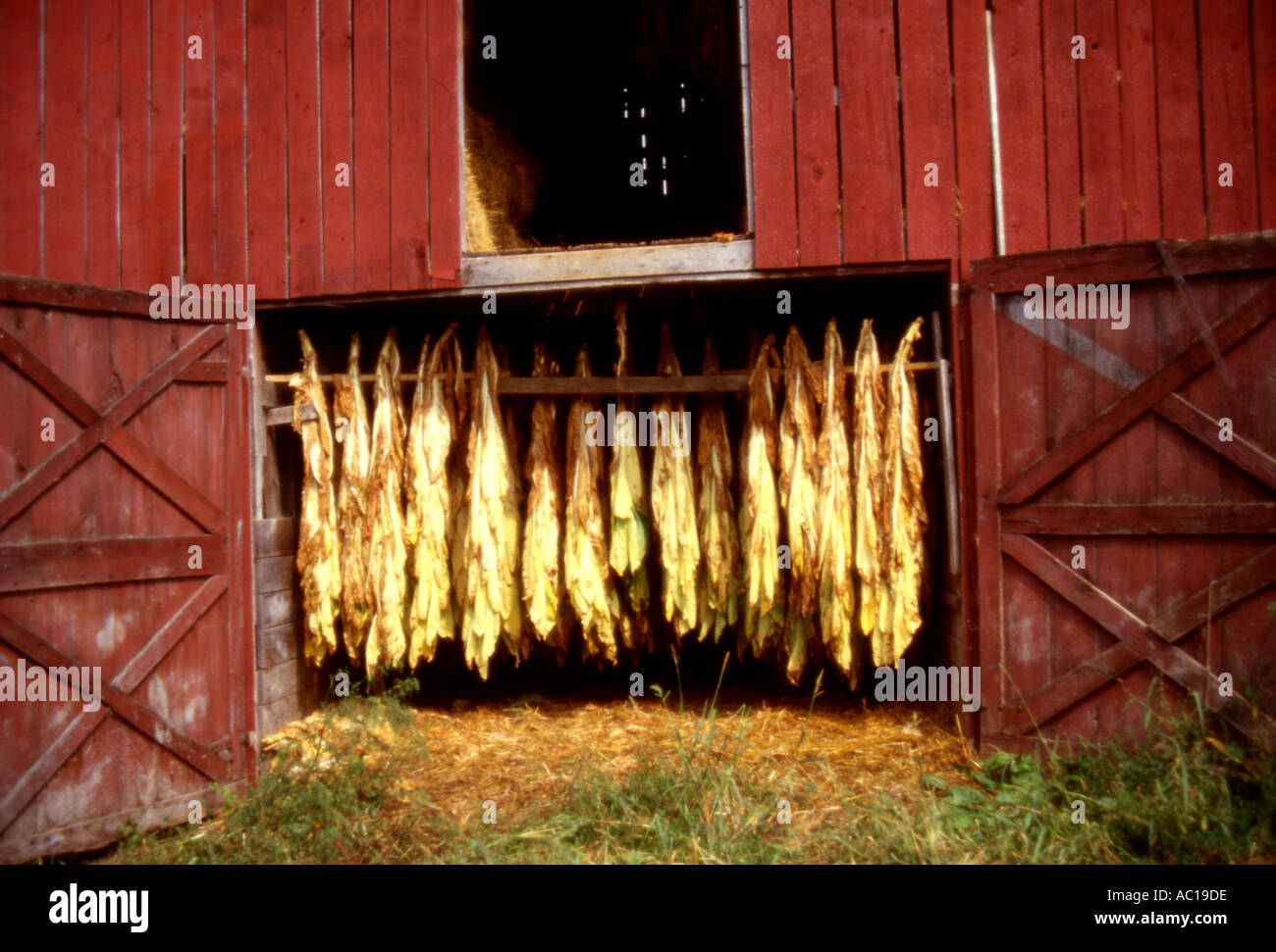 Tobacco Drying In Barn Stock Photo
