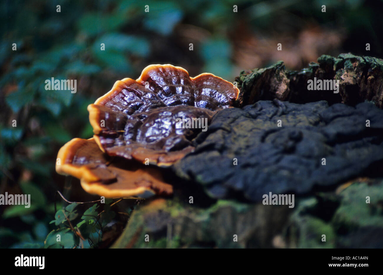 Bracket fungi on a stump Stock Photo