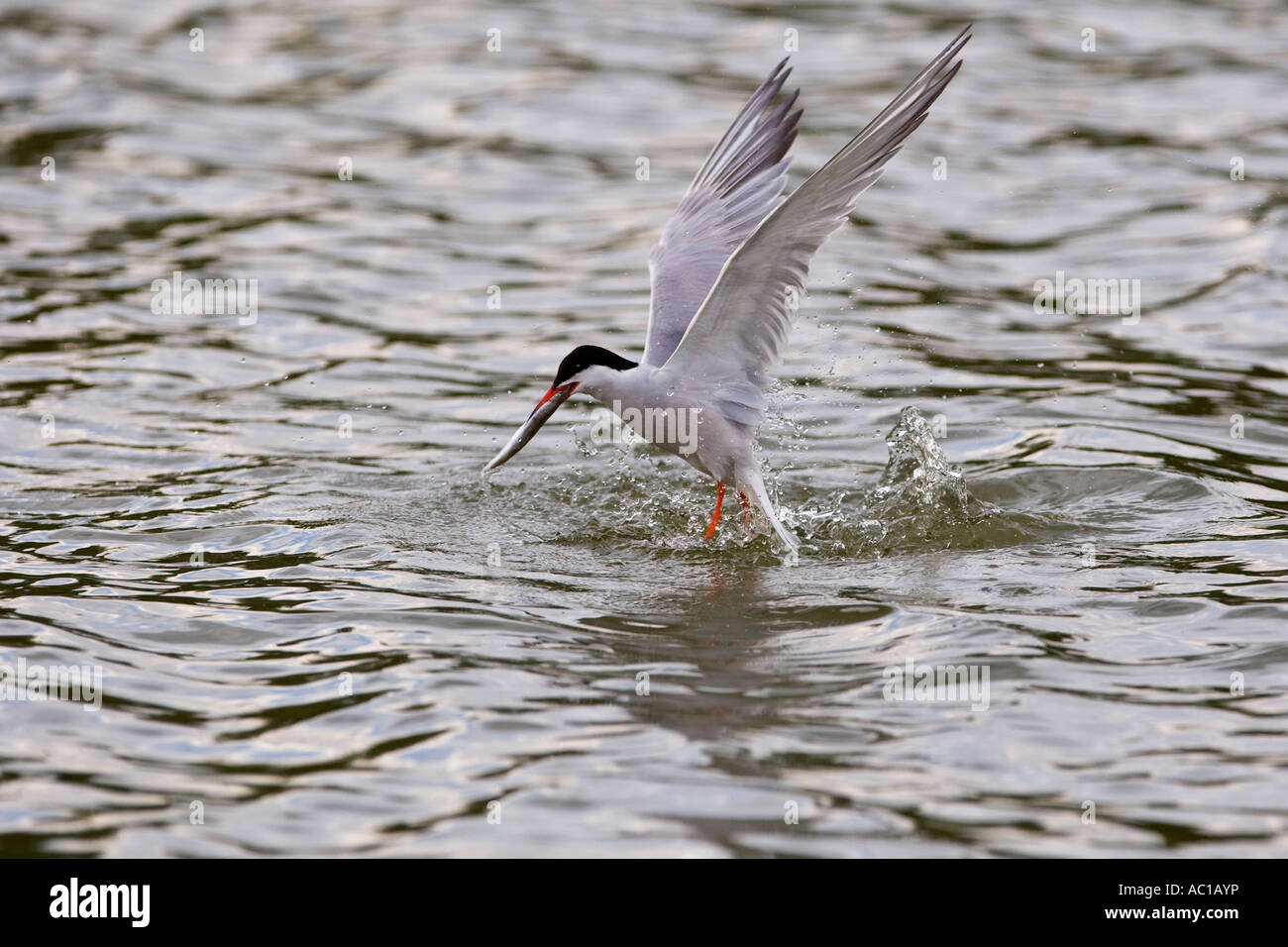 Common Tern Sterna hirundo coming out of water with fish priory park Bedford Stock Photo