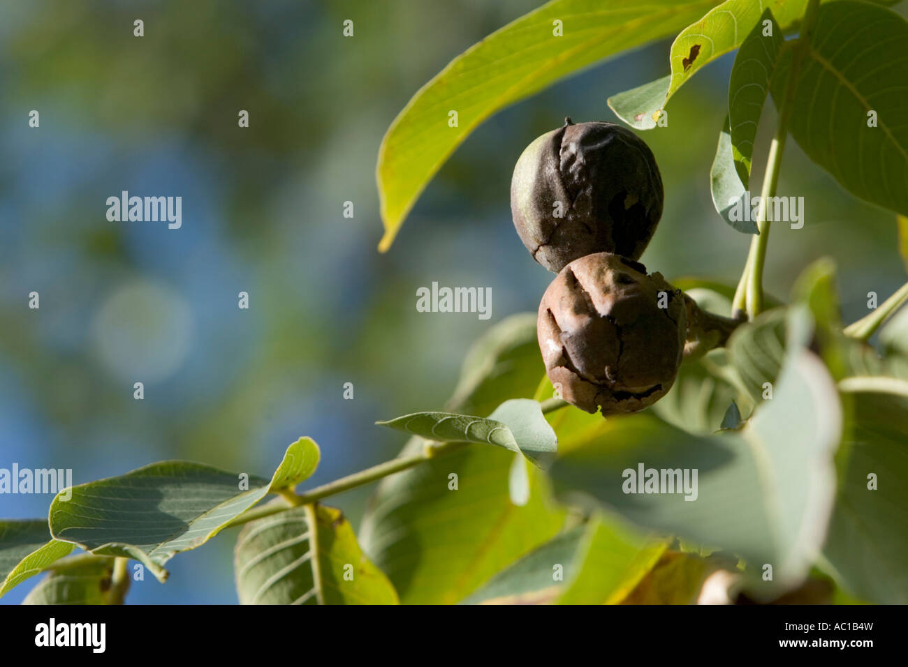 Walnuts on a tree branch Stock Photo
