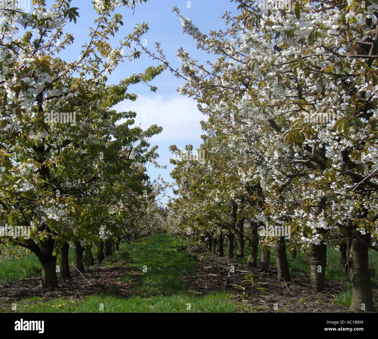 Row of cherry trees Flowering season Germany Stock Photo