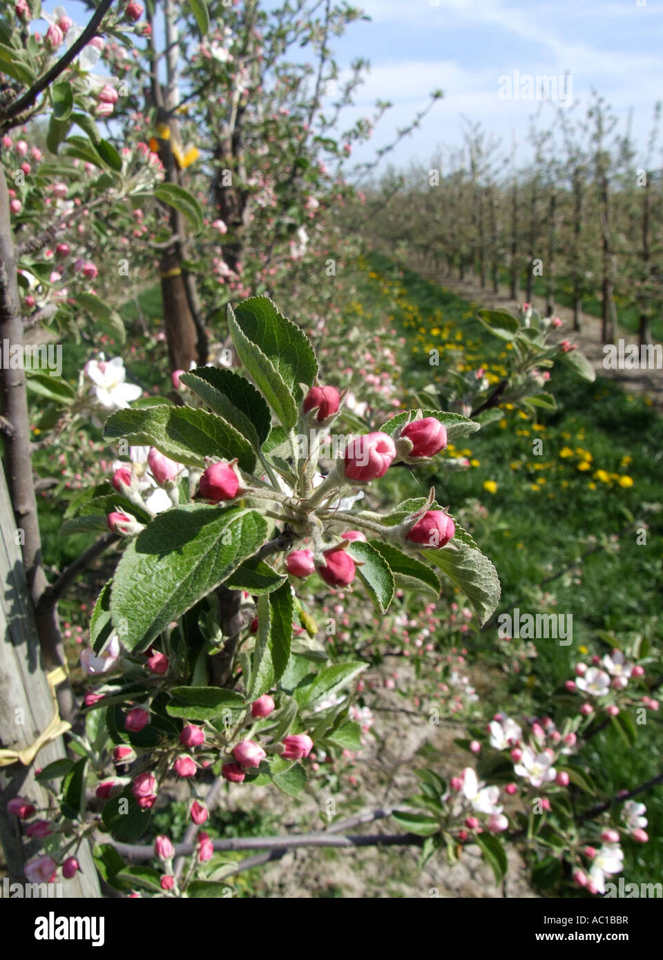 Flowering season Germany Stock Photo