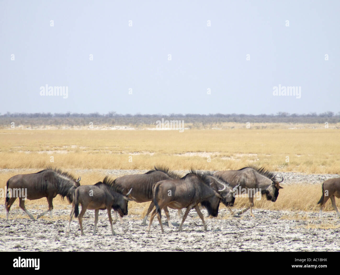 Group of wildebeest in field Stock Photo