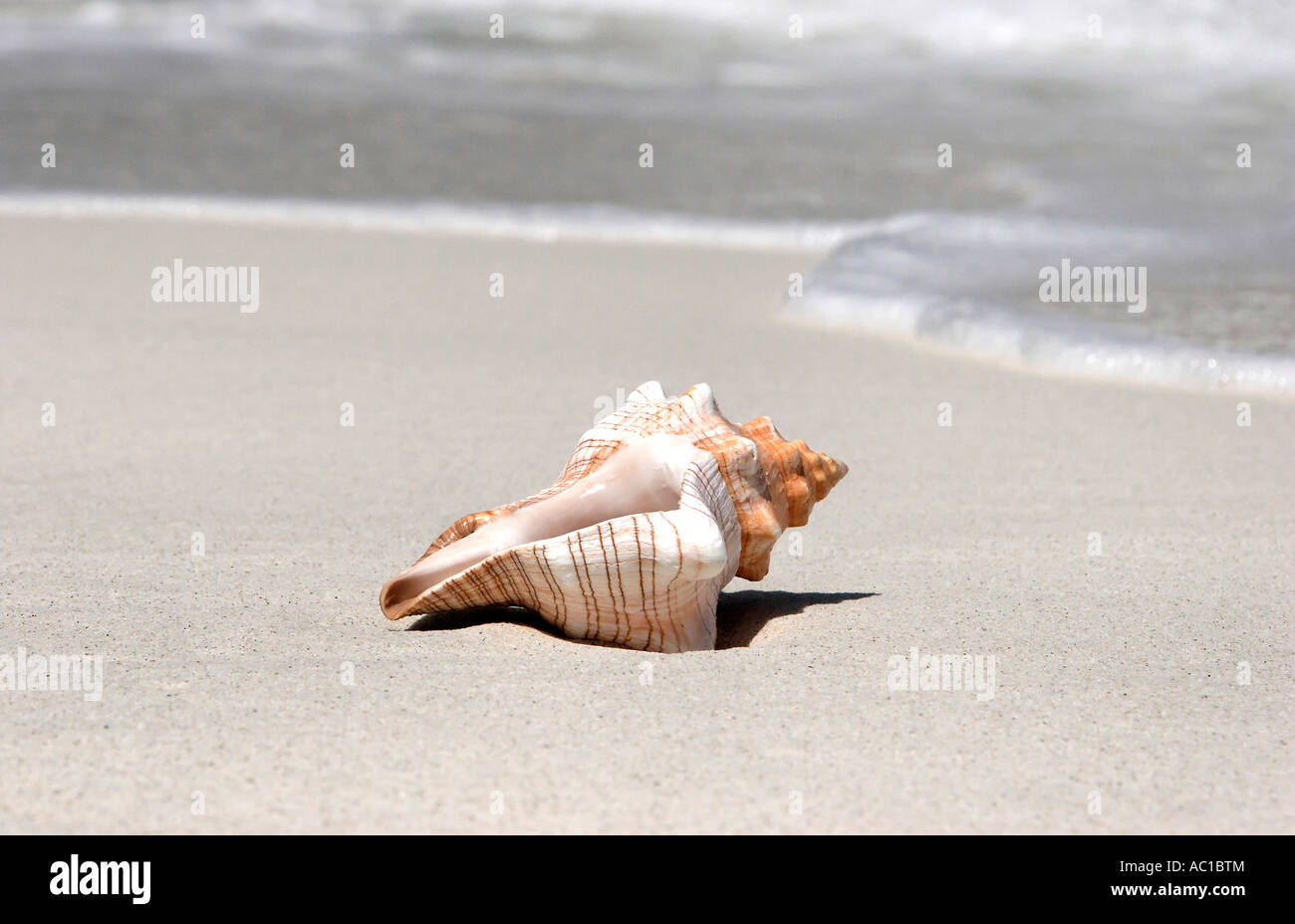 Thailand sea shell on beach Stock Photo