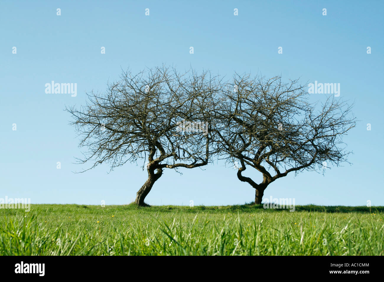 Two fruit trees in meadow Stock Photo Alamy