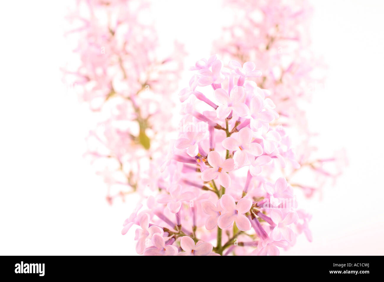 Lilac blossoms close up Stock Photo