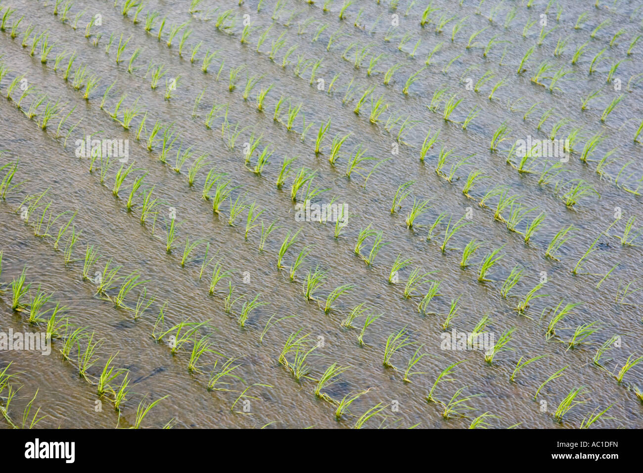 Tiny Rice Seedlings Growing in Flooded Field in Gangwon Do Province South Korea Stock Photo