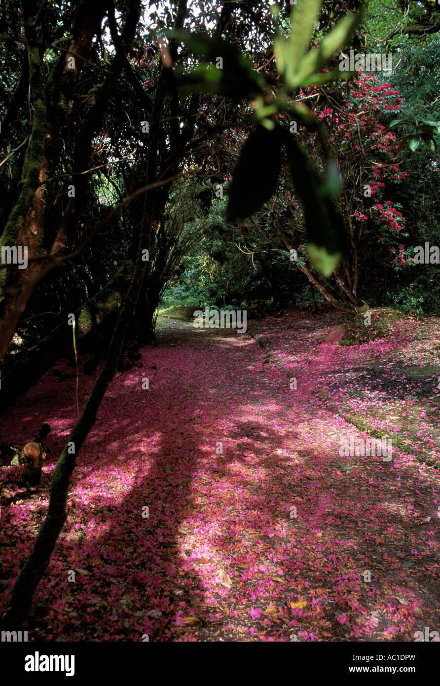 direen dereen gardens, kenmare, county kerry, ireland, red flower petals lay on the grounds Stock Photo