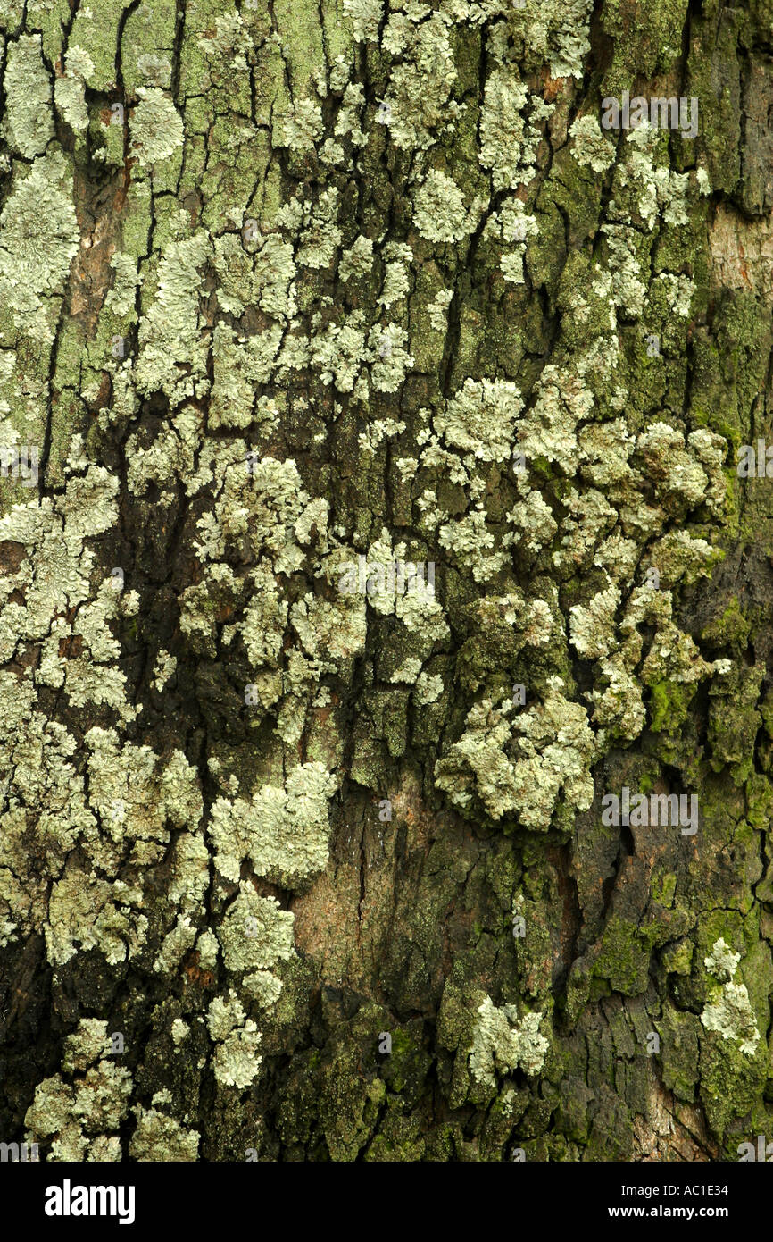 Tree moss spring hi-res stock photography and images - Alamy