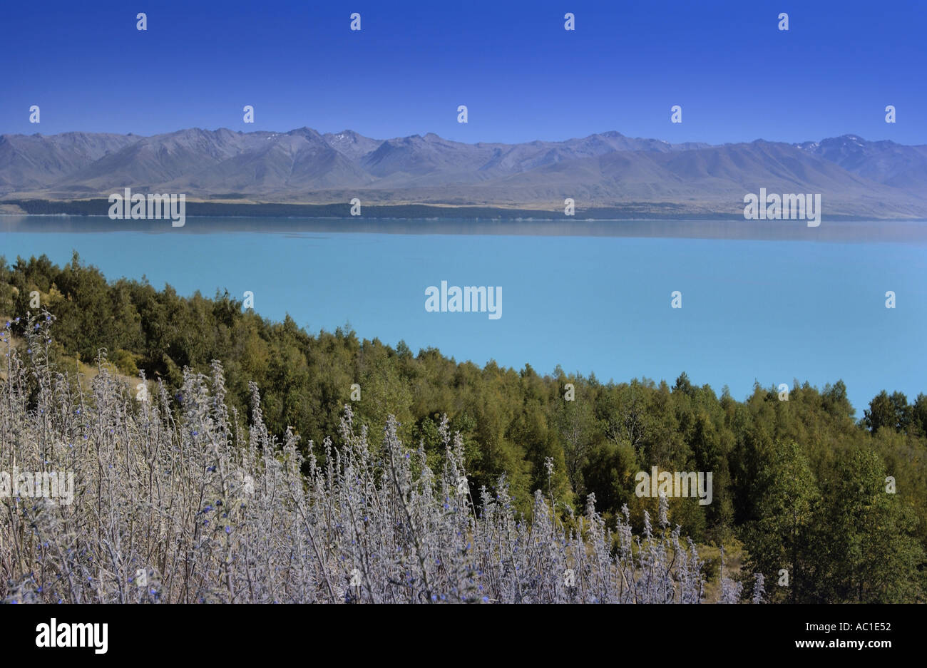 Lake Tekapo on the South Island of New Zealand Stock Photo - Alamy