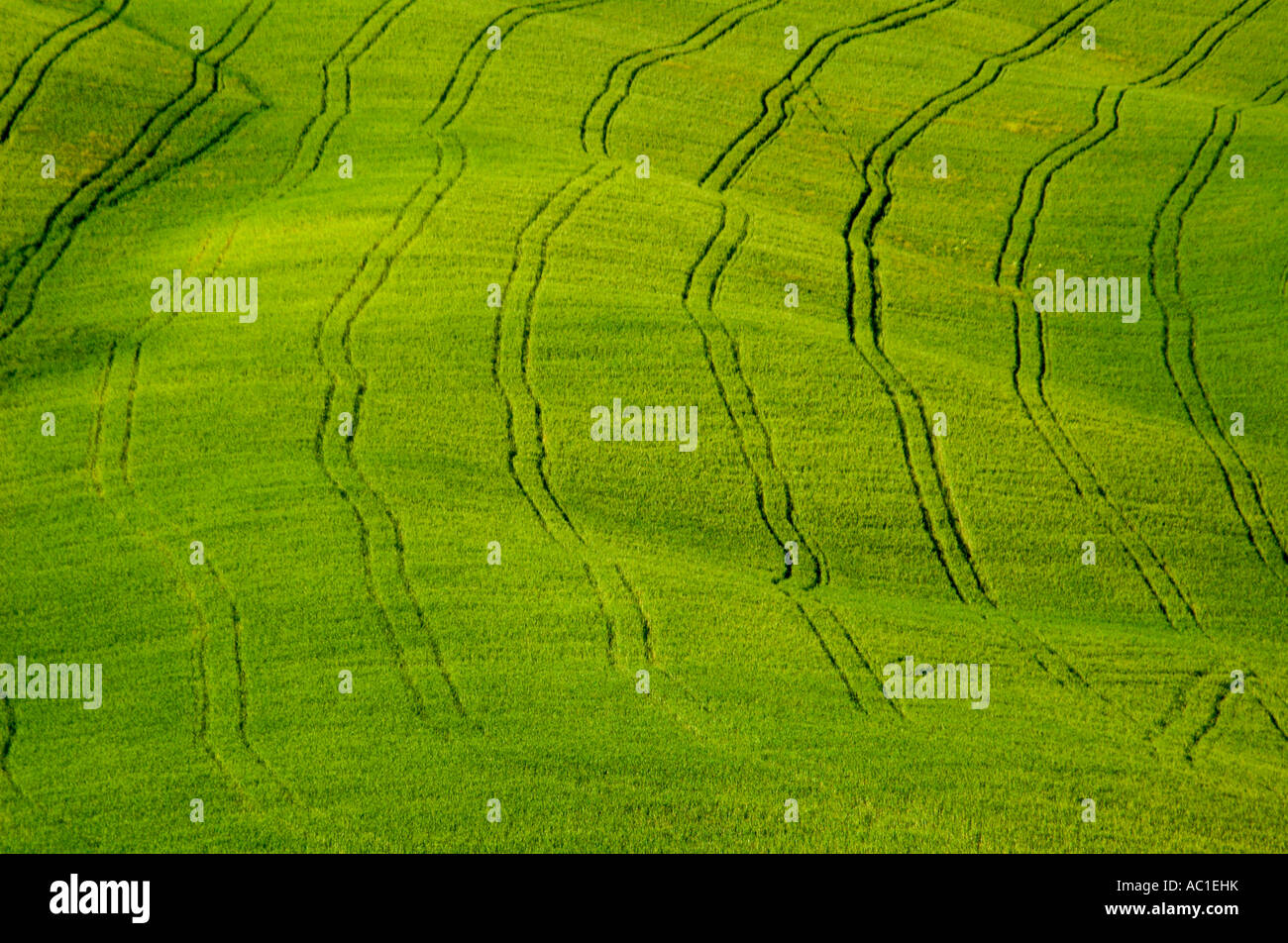 Sloping green fields of wheat lined with tractor tire tracks Stock ...