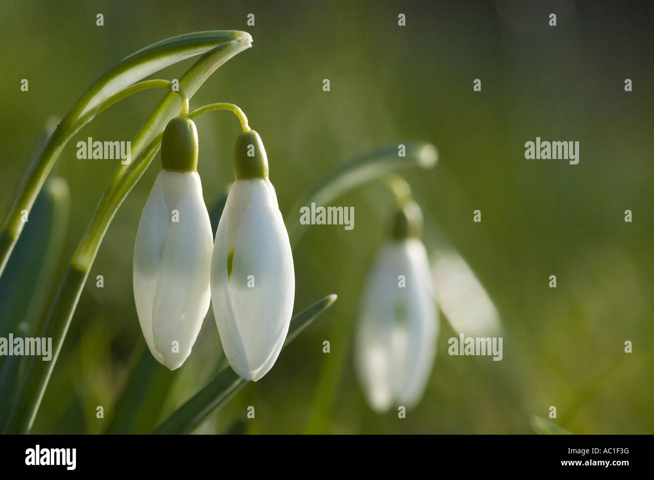 Snowdrops Galanthus nivalis Stock Photo