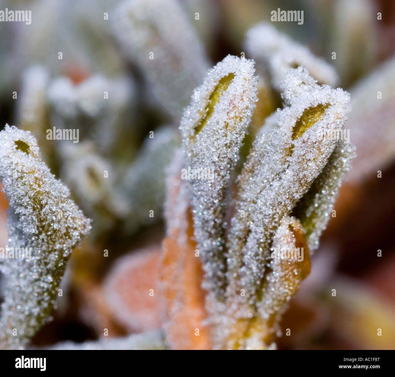 Freezing Fog on Lamb's Ear plant in Oklahoma, USA Stock Photo Alamy