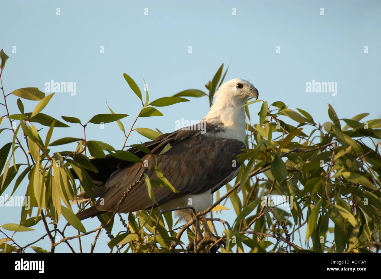 White bellied sea eagle, Haliaeetus leucogaster, Kakadu National Park ...