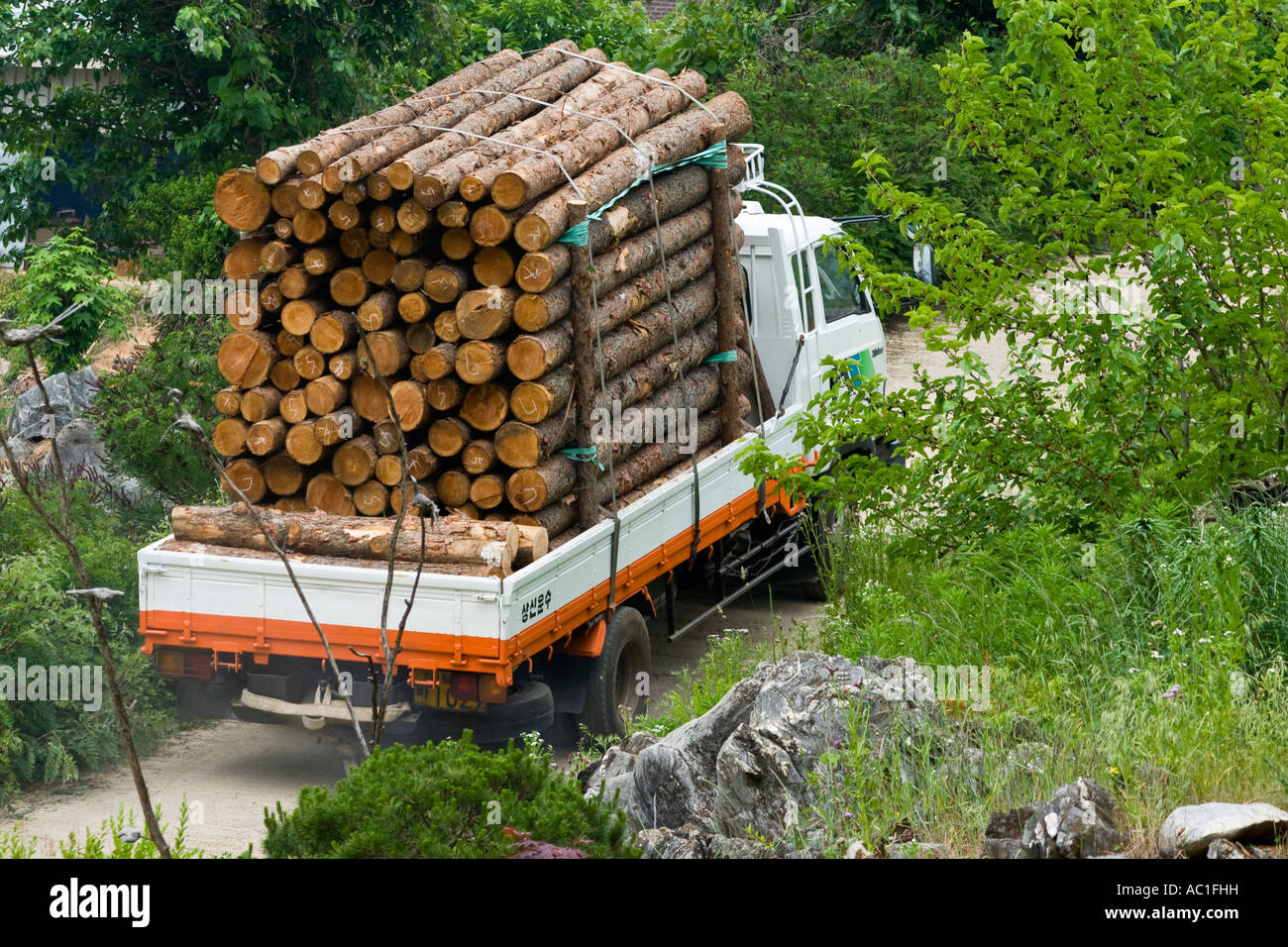 Harvesting Raw Material Trees for Lumber Wood Gyeongjidong Do Province