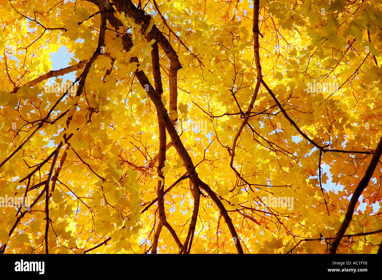 Yellow leaves on an tree in Autumn in Central Park New York Stock Photo ...