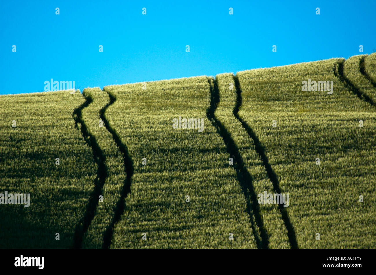 Sloping green fields of wheat lined with tractor tire tracks Stock ...