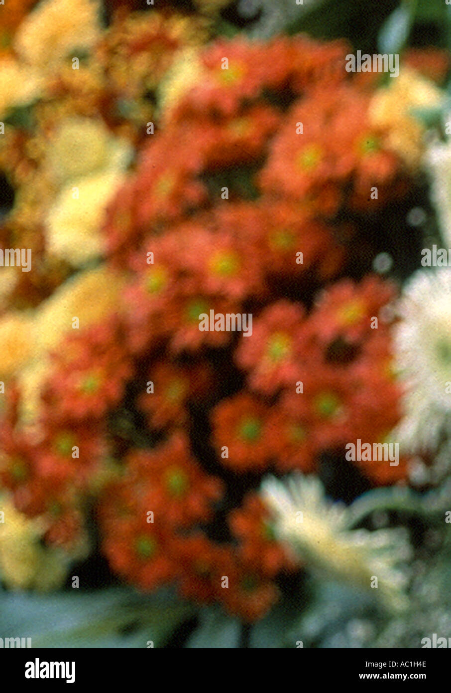 FLOWERS ABSTRACT Stock Photo