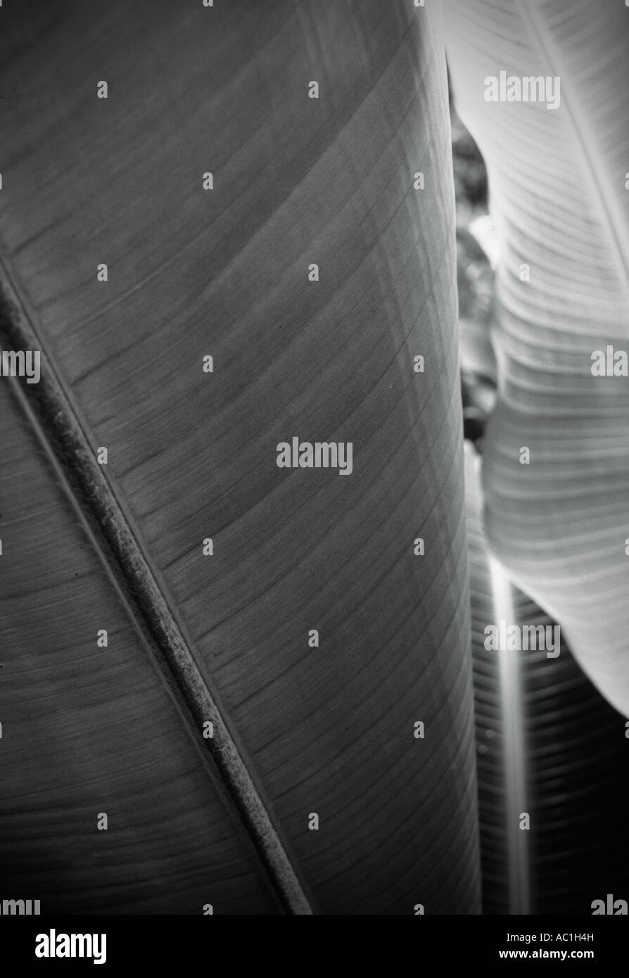 Ginger Hawaii Stock Photo