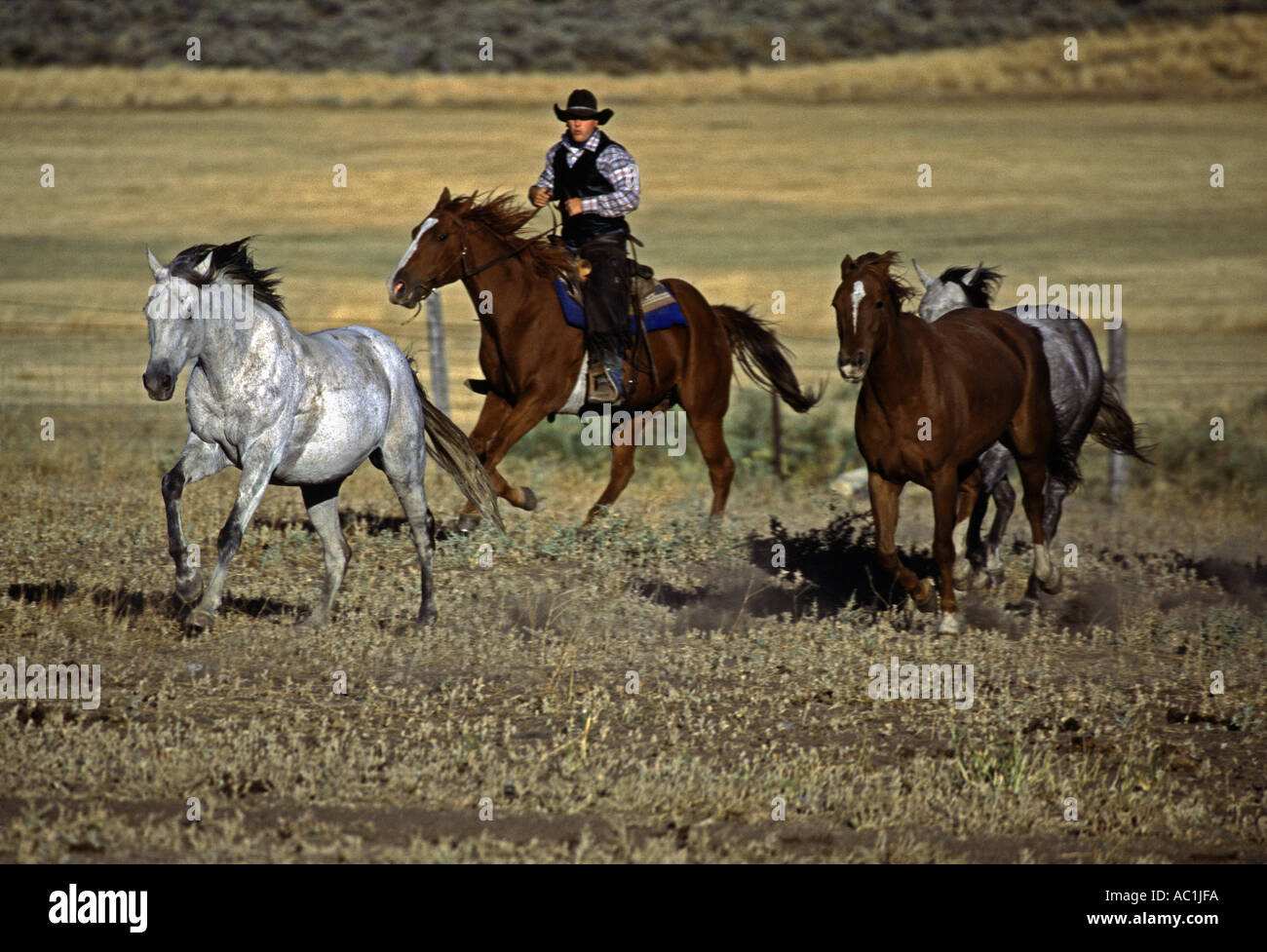 Cowboy in Oregon on horseback chasing horses Stock Photo Alamy