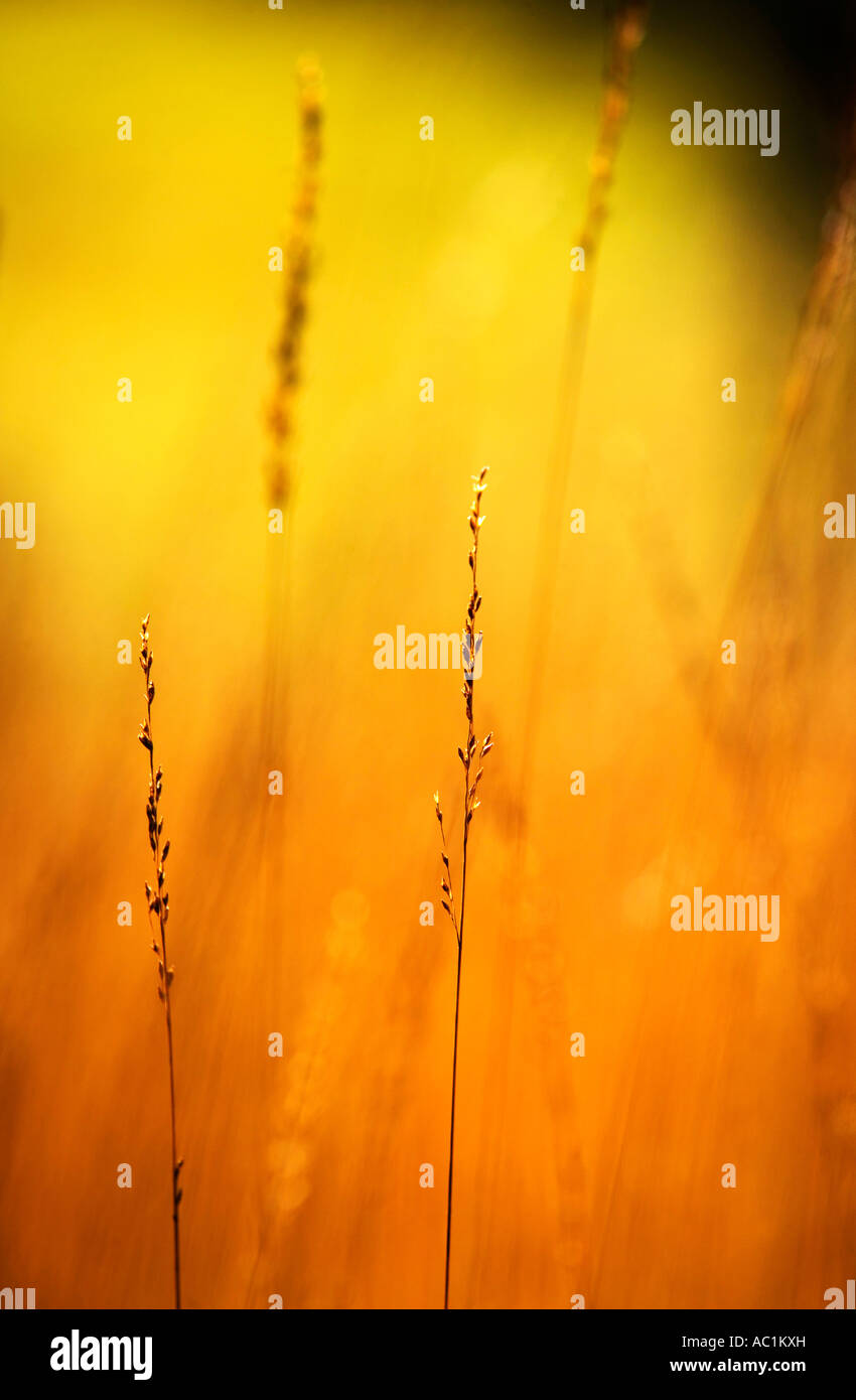 Blades of Grass Stock Photo Alamy