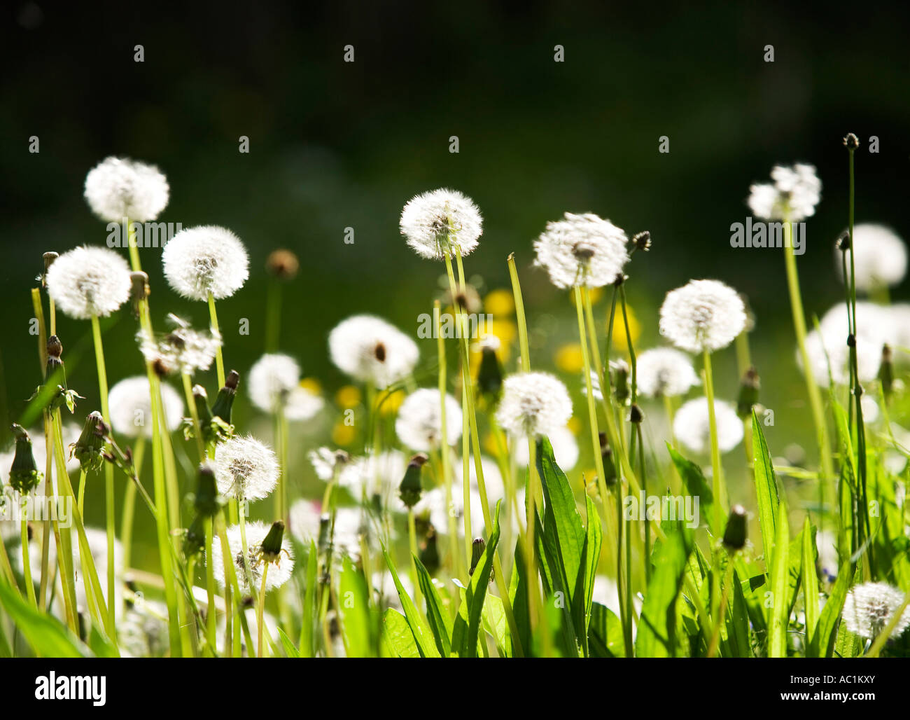 Dandelions in meadow Stock Photo