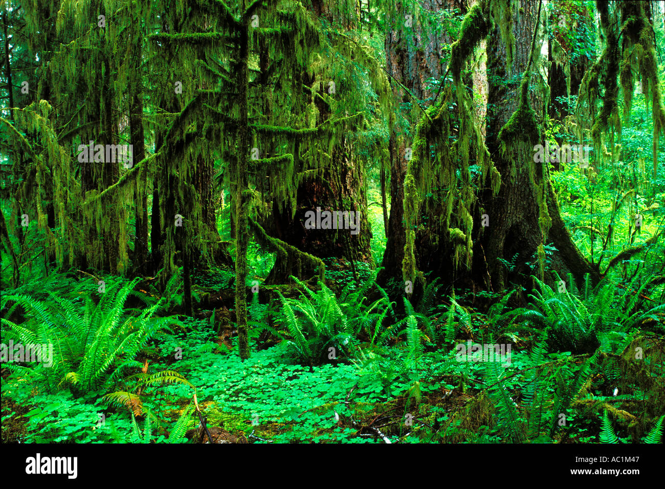 The Quinault Rain Forest In Olympic National Park Washington USA Stock the-quinault-rain-forest-in-olympic-national-park-washington-usa-stock
