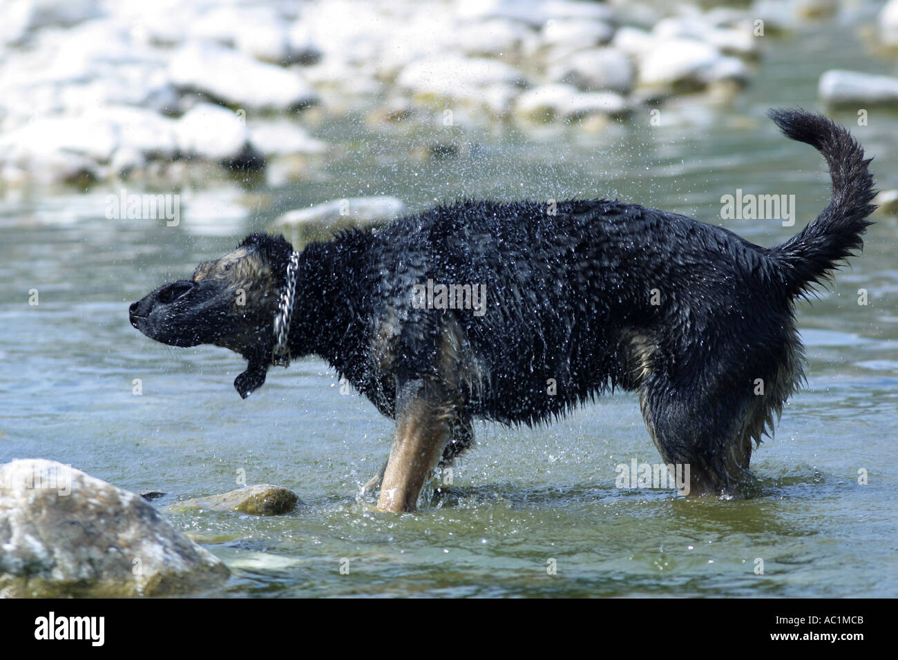 DOG SHAKING OFF WATER Stock Photo - Alamy