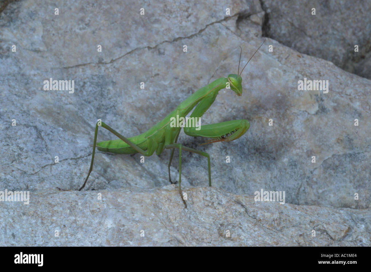 Preying Mantis Stock Photo