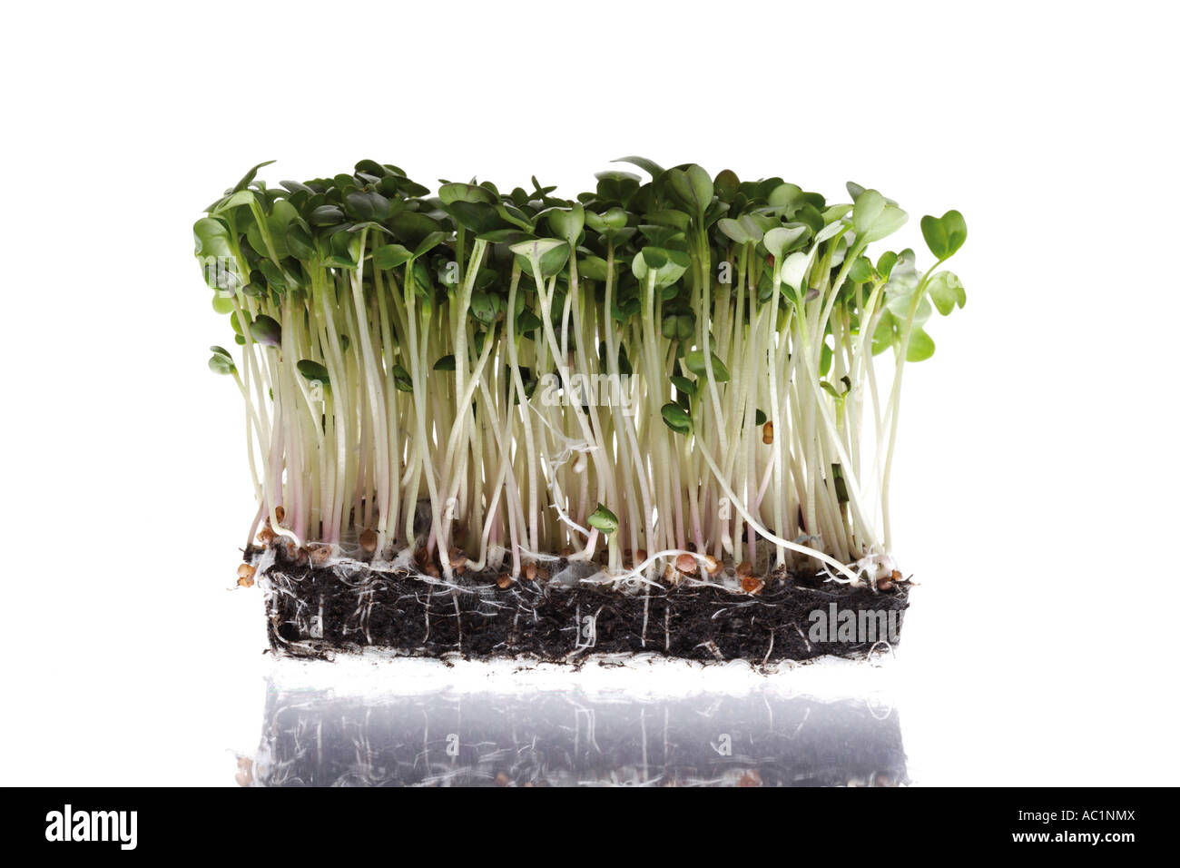 Radish sprouts Stock Photo