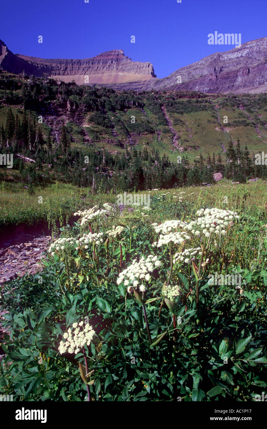 Common Cowparsnip in Hole in the Wall below Mt Custer Glaicer National Park Montana USA Stock Photo