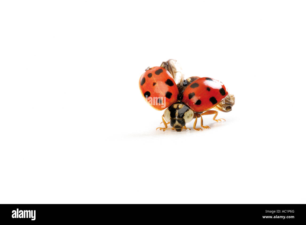 Ladybug spreading wings, close-up Stock Photo