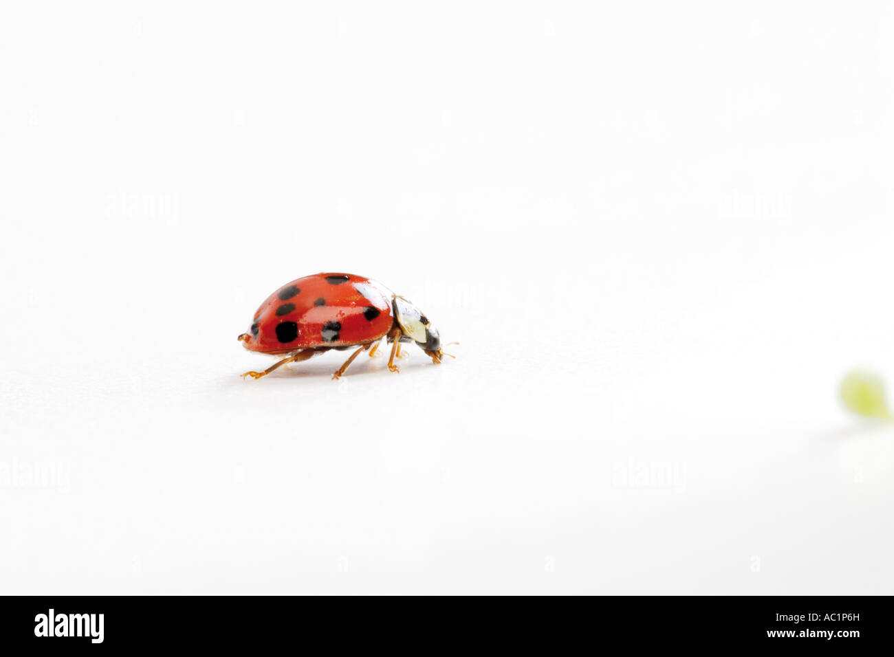 Ladybug, close-up Stock Photo