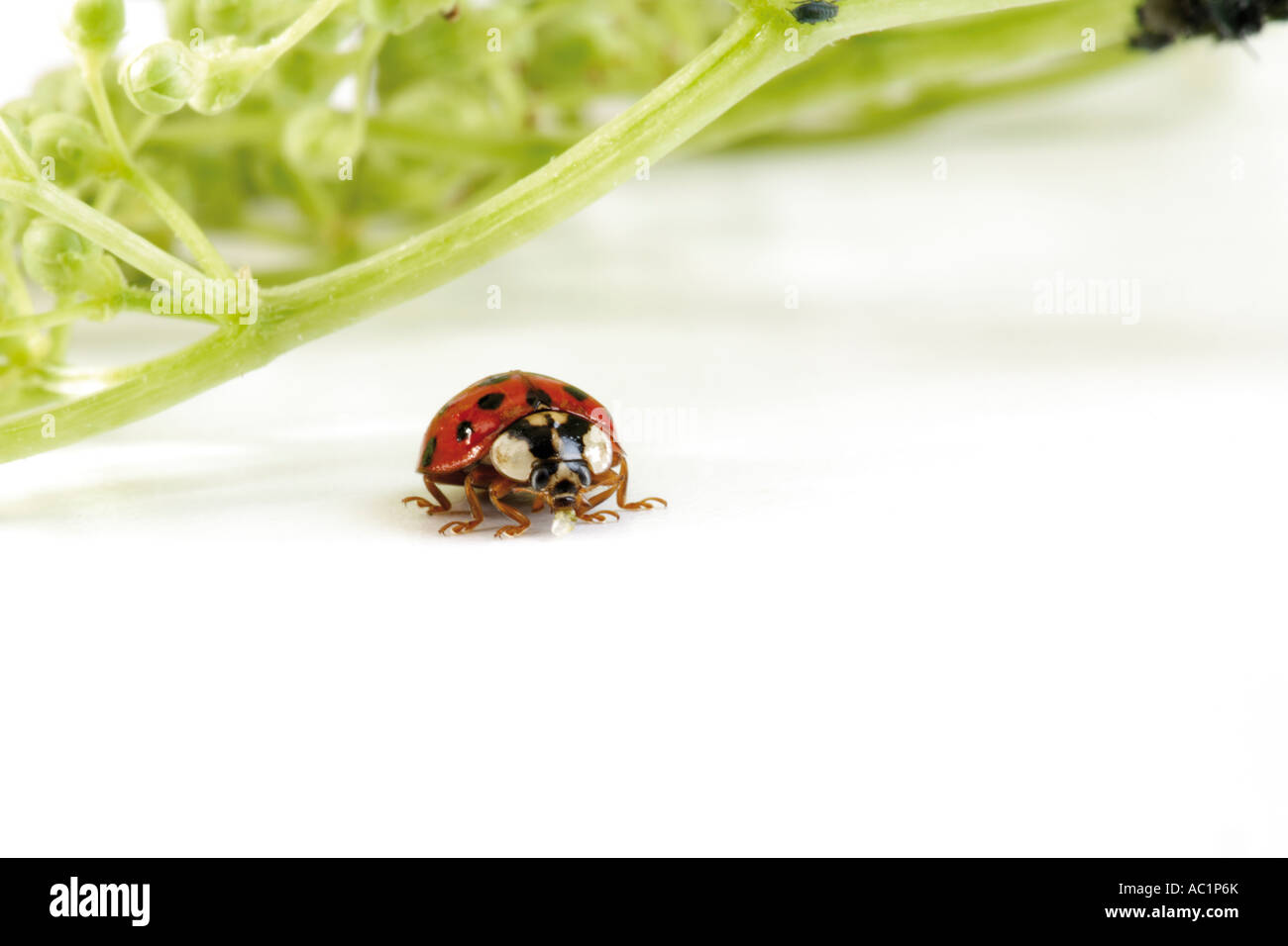 Ladybug in front of leaf, close-up Stock Photo