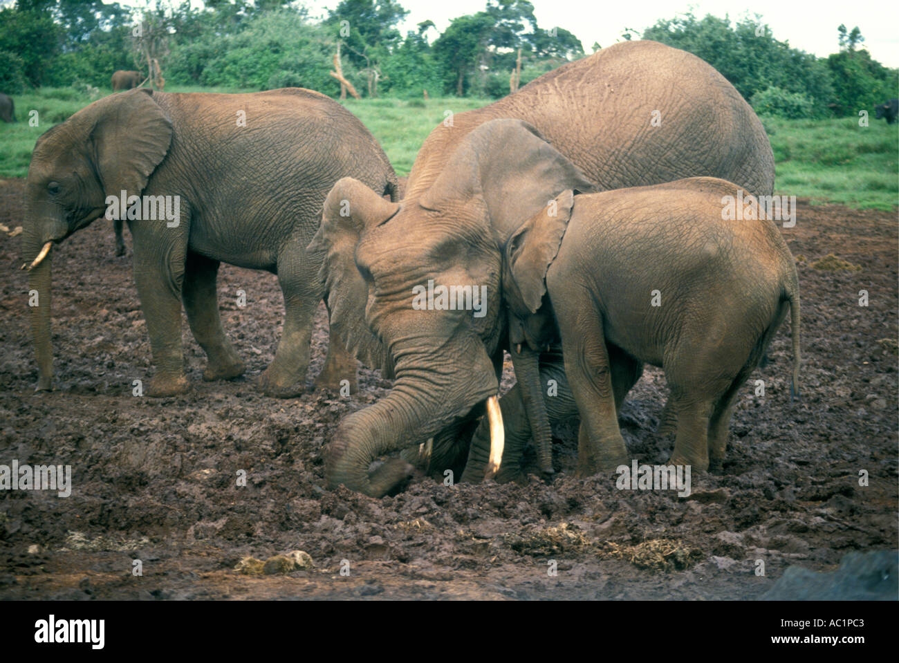 Elephants dig for salt in the Aberdares National Park Kenya East Africa Stock Photo