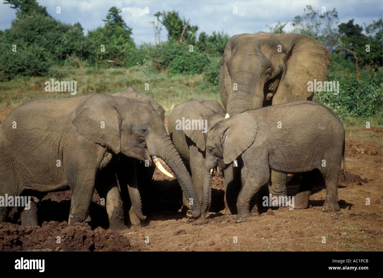 Elephants dig for salt in the Aberdares National Park Kenya East Africa Stock Photo