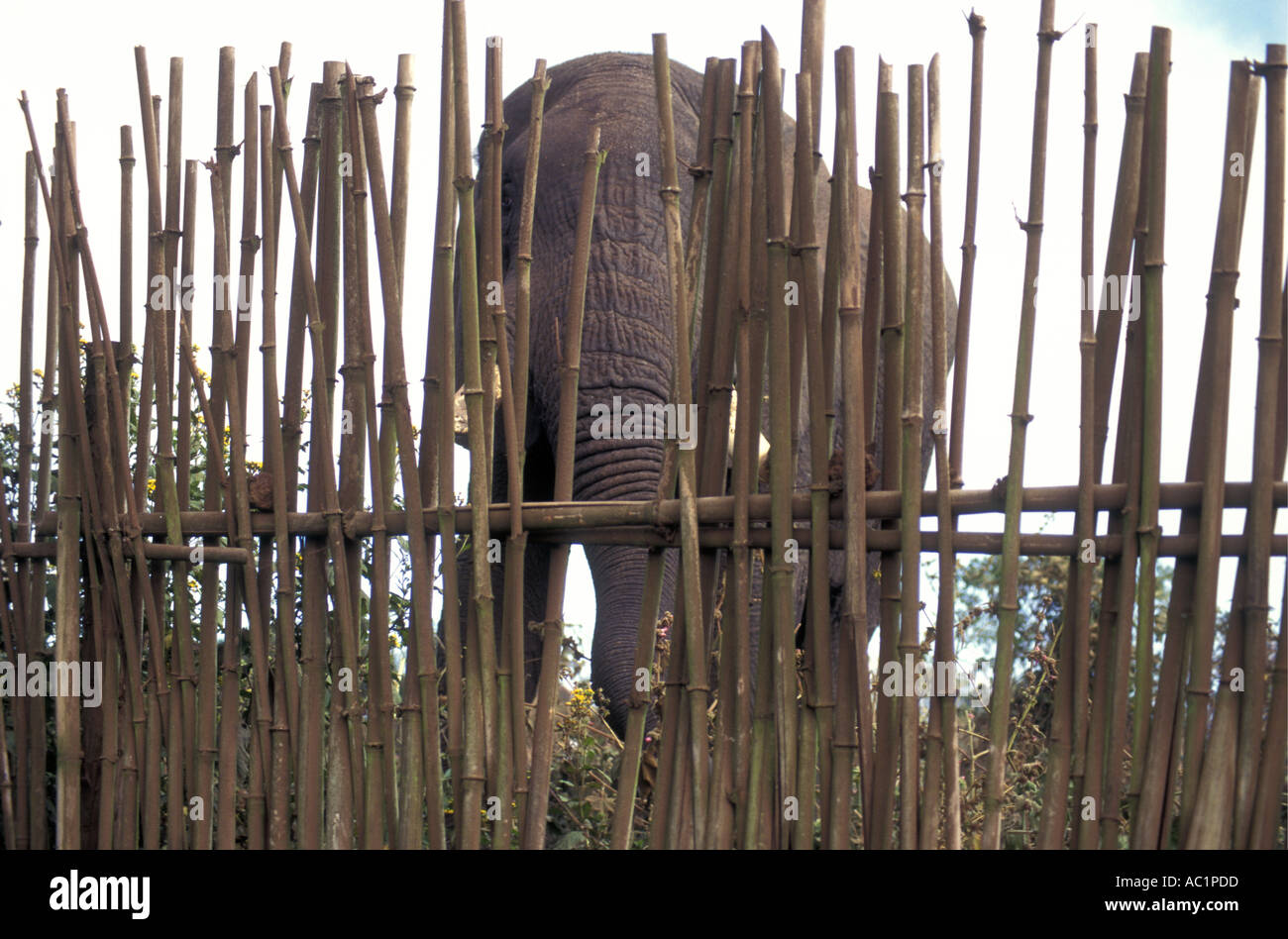 Elephant seen through bamboo fence at the boundary of the Ngorongoro Conservation Area Tanzania East Africa Stock Photo