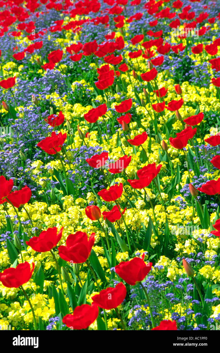 A London flower bed awash with colourful flowers. Stock Photo