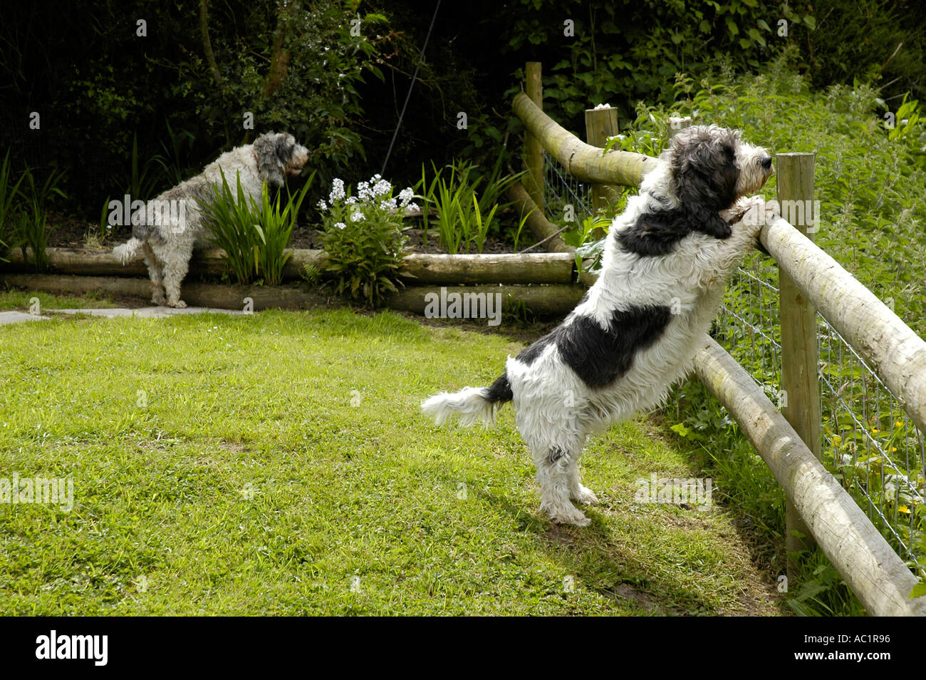 Petit Basset Griffon Vendeen dogs in an enclosed garden at Gellywen Carmarthenshire South Wales Stock Photo